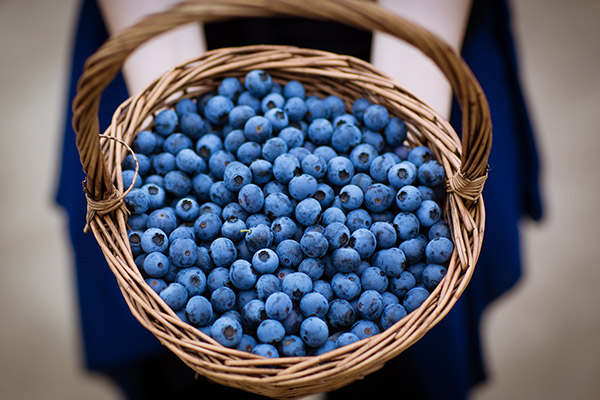 蓝莓1.jpg