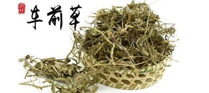 车前草能治前列腺炎吗，能治尿路感染吗