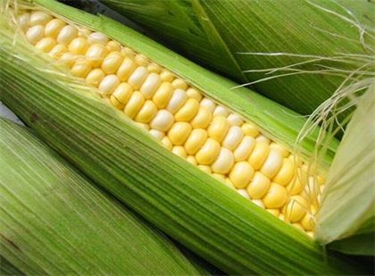玉米不适合哪些人群,哪类人不能吃玉米