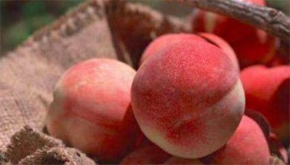 水蜜桃不能和什么一起吃,水蜜桃的禁忌有哪些