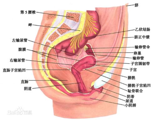 女人阴部是什么样子的图片科普 真实阴道构造解剖结构图