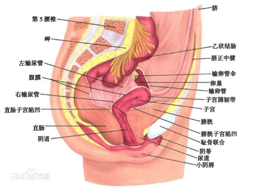 女人下面是什么样子的图片 阴部真实构造解剖结构图