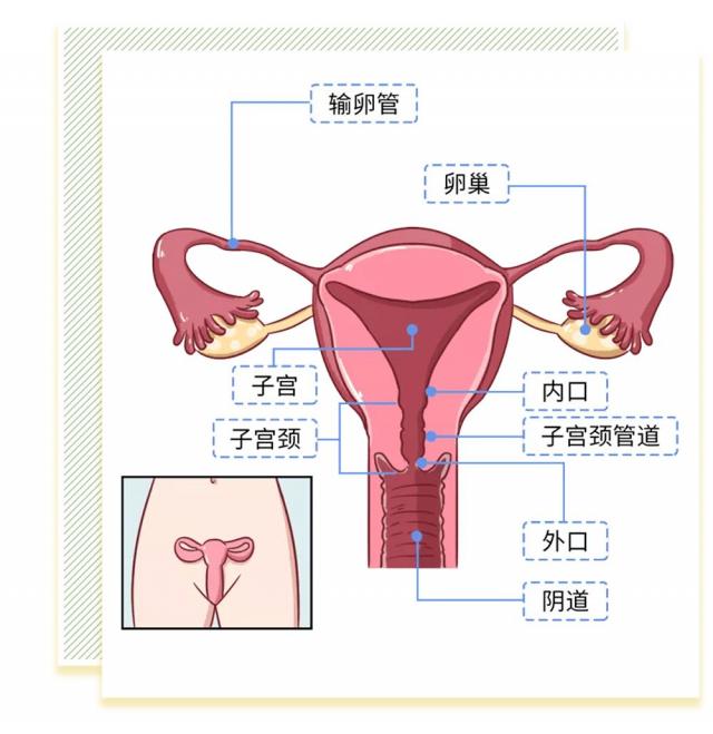 女人阴道是什么样子的图片科普 阴部真实构造解剖结构图