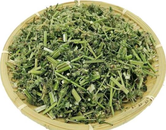 益母草-喝益母草口干怎么回事 怎么吃益母草减少副作用