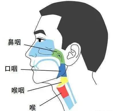 鼻和咽喉相通图图片